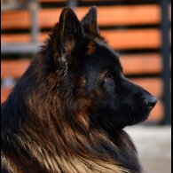 German Shepherd (Alsatian)