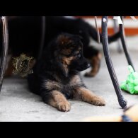 German Shepherd (Alsatian)