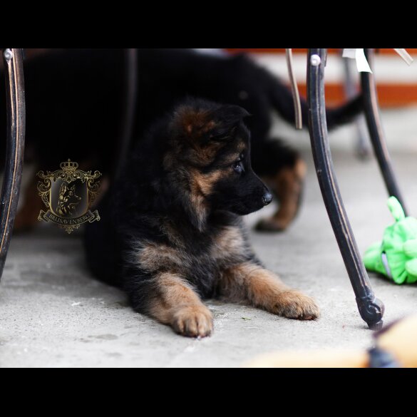 German Shepherd (Alsatian)