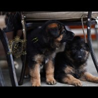 German Shepherd (Alsatian)