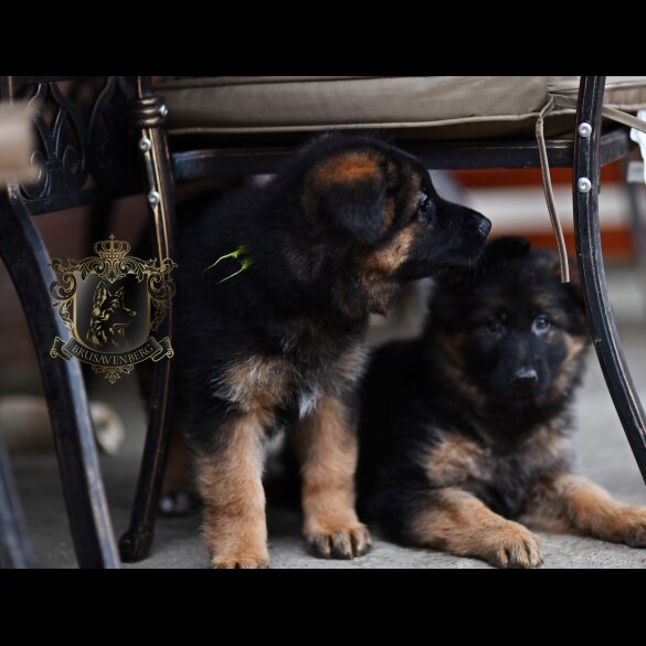 German Shepherd (Alsatian)