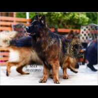 German Shepherd (Alsatian)