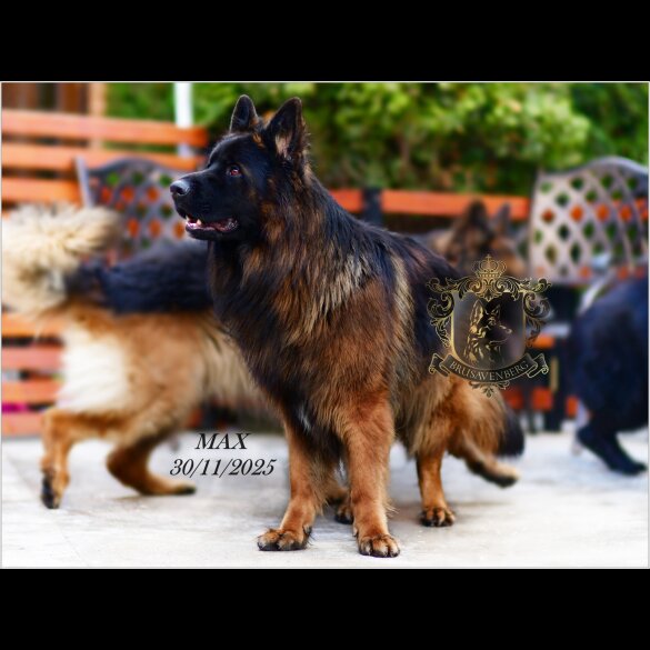 German Shepherd (Alsatian)