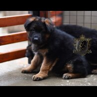 German Shepherd (Alsatian)