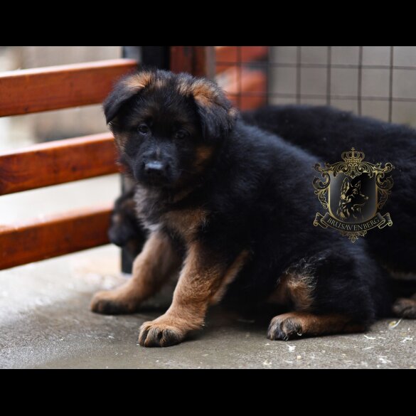 German Shepherd (Alsatian)