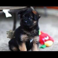 German Shepherd (Alsatian)