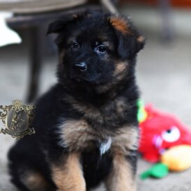 German Shepherd (Alsatian)