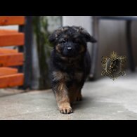 German Shepherd (Alsatian)