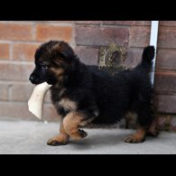 German Shepherd (Alsatian)