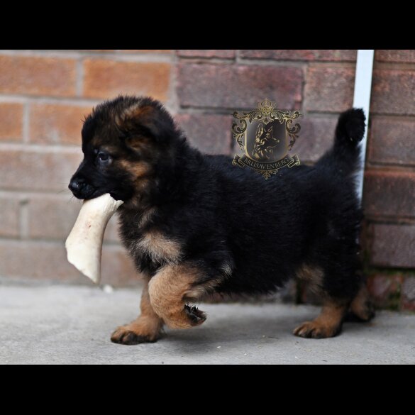 German Shepherd (Alsatian)