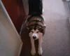 Alaskan Malamute