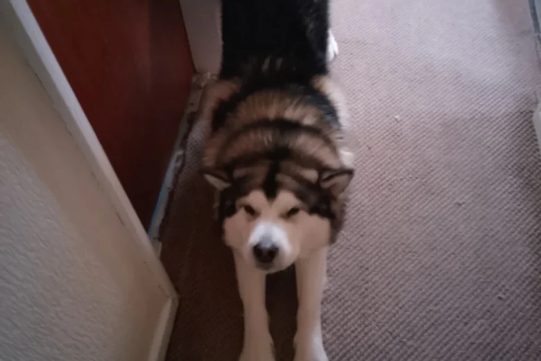 Alaskan Malamute