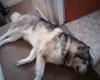 Alaskan Malamute