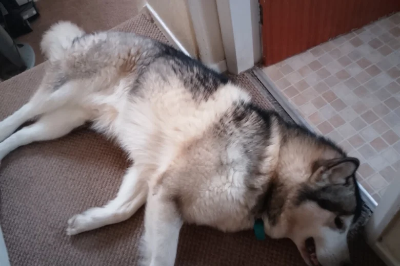 Alaskan Malamute