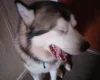 Alaskan Malamute