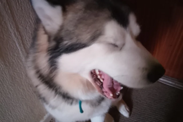Alaskan Malamute