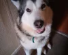 Alaskan Malamute