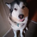 Alaskan Malamute