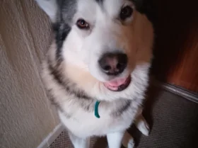 Alaskan Malamute