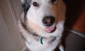 Alaskan Malamute