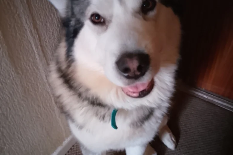 Alaskan Malamute