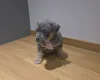 American Bulldog