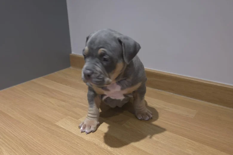 American Bulldog
