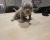 American Bulldog