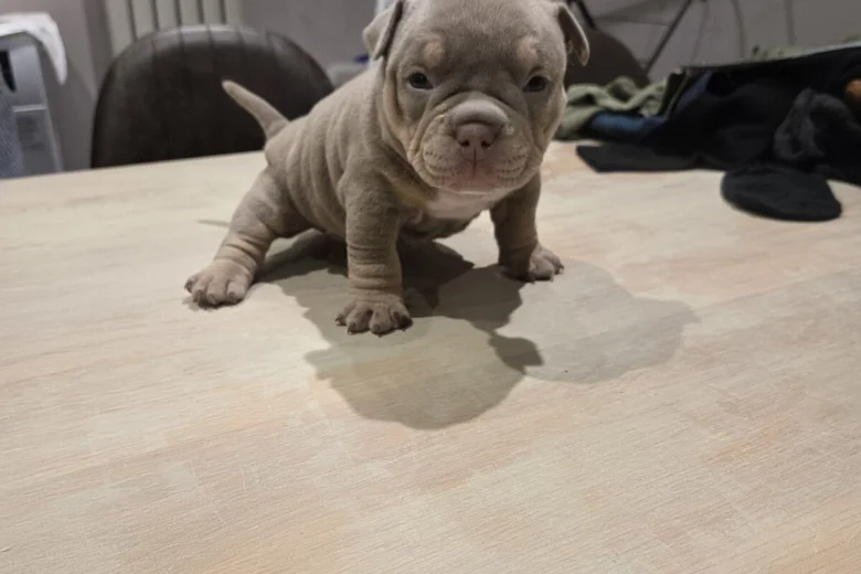 American Bulldog