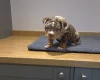 American Bulldog