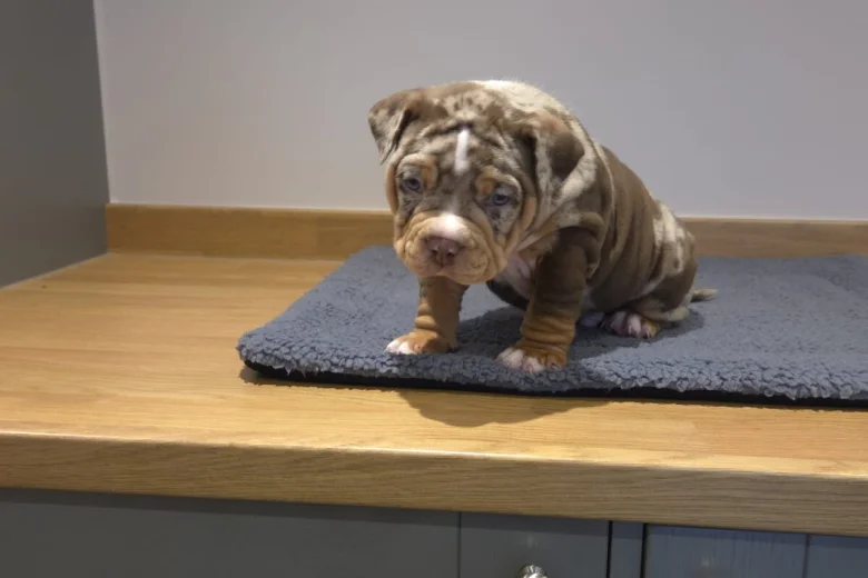 American Bulldog