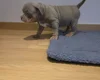American Bulldog
