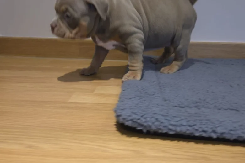 American Bulldog