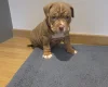 American Bulldog