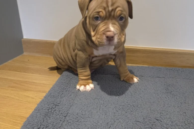 American Bulldog