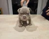 American Bulldog