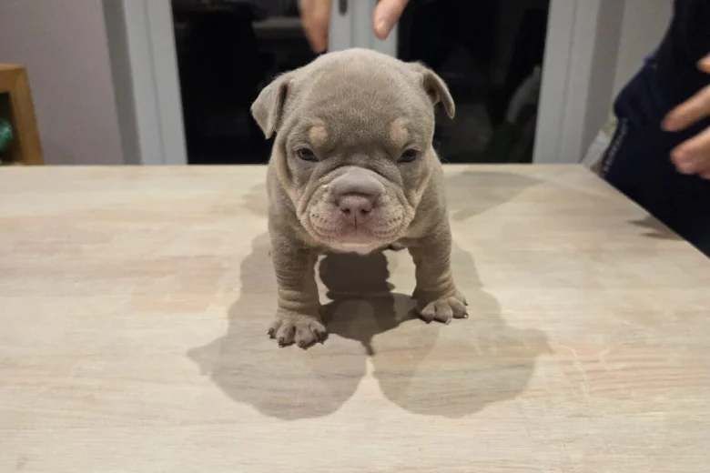 American Bulldog