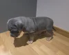 American Bulldog