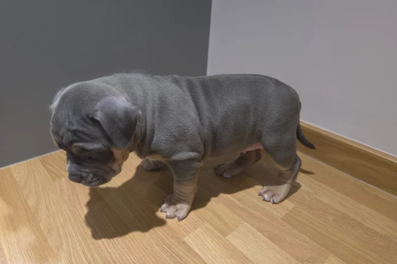 American Bulldog