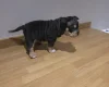 American Bulldog
