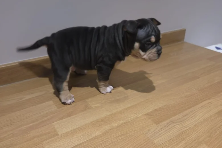 American Bulldog