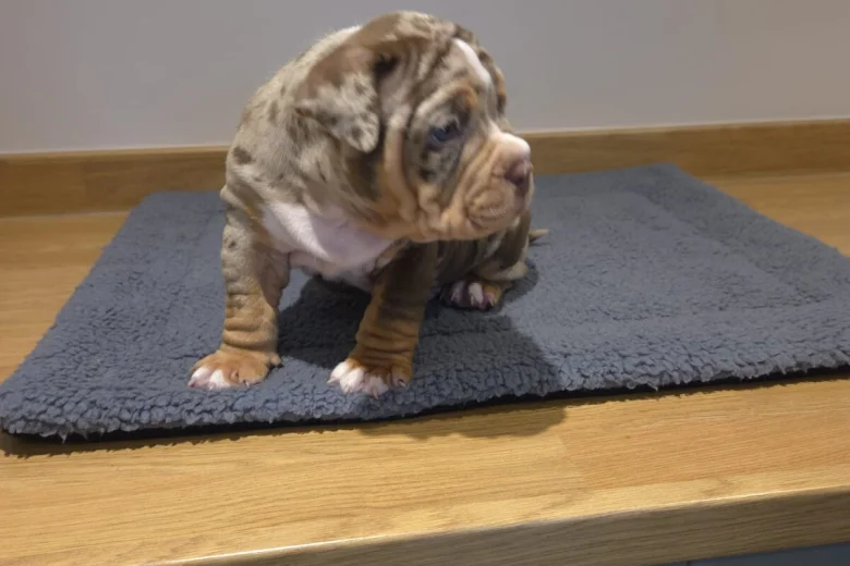 American Bulldog