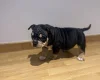 American Bulldog