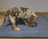 American Bulldog
