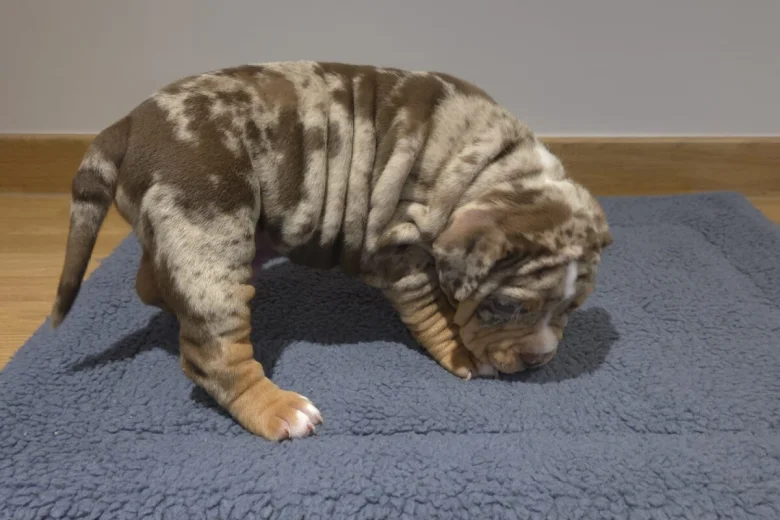 American Bulldog