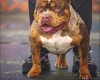 American Bulldog