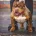 American Bulldog