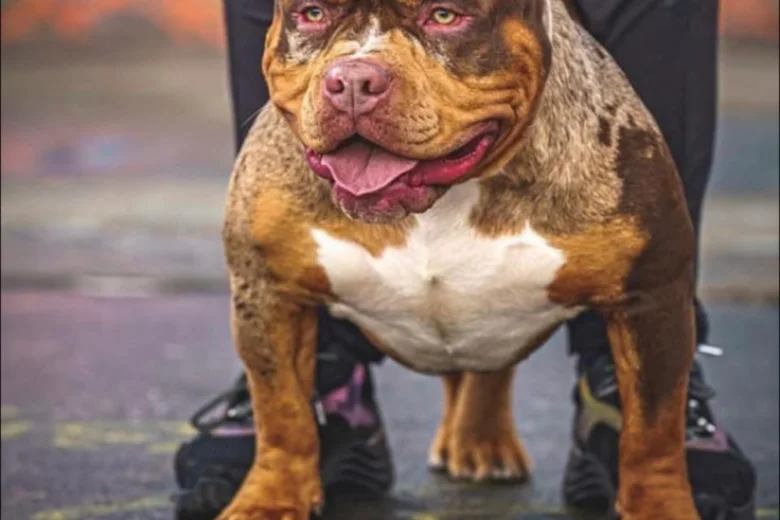 American Bulldog