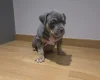 American Bulldog
