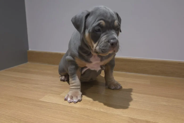 American Bulldog